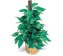 Ankara Bat� Park AVM hediye sevgilime hediye �i�ek Golden Pothos ithal saksi