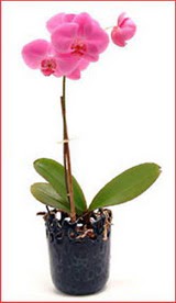 Ankara G�lba�� �ar�� AVM �i�ek ma�azas� , �i�ek�i adresleri Phalaenopsis Orchid Plant