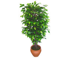 Ficus Benjamin 1,50 cm  Ankara Akvaryum AVM �i�ek yolla