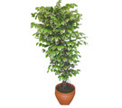 Ficus �zel Starlight 1,75 cm  Ankara Podium AVM  cicek , cicekci 