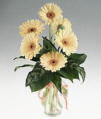 Ankara Acity Premium Outlet AVM cicekciler , cicek siparisi vazo i�erisinde 11 adet gerbera �i�egi