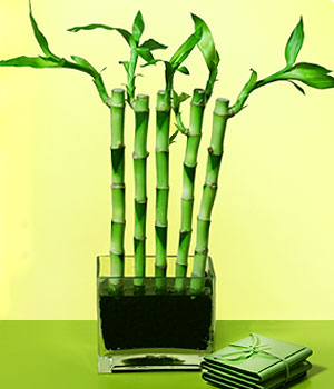 Ankara Atlantis al��veri� e�lence merkezi AVM �i�ek sipari�i �i�ek�iler Bonsai 7 Yas civari