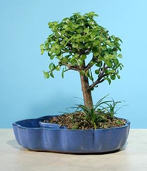 Ankara Atlantis al��veri� e�lence merkezi AVM �i�ek sipari�i �i�ek�iler Bonsai 6 yas civari