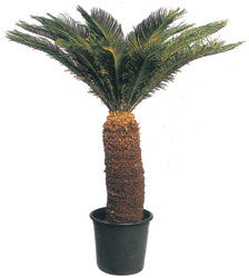 Ankara Forum Outlet AVM �i�ek�i �i�ek sipari�i CYCAS ORTA B�Y�KL�KTE
