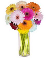 Ankara Kentpark Al��veri� Merkezi AVM �i�ek�iler Farkli renklerde 15 adet gerbera �i�egi