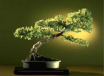 ithal bonsai saksi �i�egi Ankara Panora AVM �i�ek�i ma�azas�