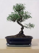 ithal bonsai saksi �i�egi Ankara Arcadium Al��veri� Merkezi AVM �i�ek sipari�i