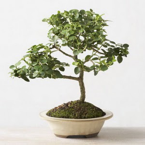ithal bonsai saksi �i�egi Ankara Gimsa AVM �i�ek online �i�ek sipari�i