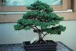 ithal bonsai saksi �i�egi Ankara Atlantis al��veri� e�lence merkezi AVM �i�ek sipari�i �i�ek�iler