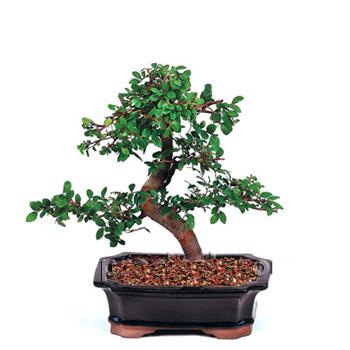 ithal bonsai saksi �i�egi Ankara Arcadium Al��veri� Merkezi AVM �i�ek sipari�i