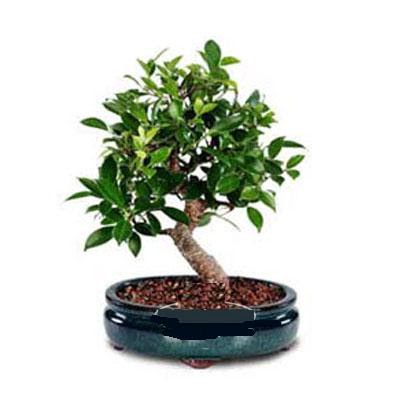 ithal bonsai saksi �i�egi Ankara Next Level AVM �i�ek sipari�i sitesi