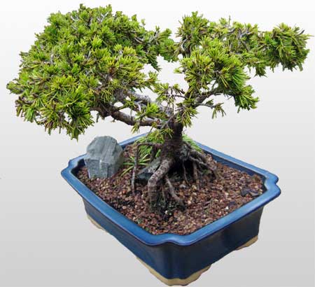 ithal bonsai saksi �i�egi Ankara Panora AVM �i�ek�i ma�azas�