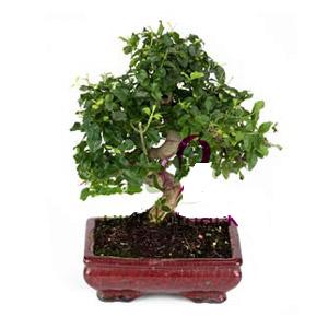 ithal bonsai saksi �i�egi Ankara Akvaryum AVM �i�ek yolla