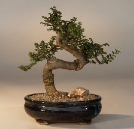 ithal bonsai saksi �i�egi Ankara Atlantis al��veri� e�lence merkezi AVM �i�ek sipari�i �i�ek�iler