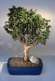 Panora AVM Ankara �i�ek g�nderme ithal bonsai saksi �i�egi Ankara Cepa Al��veri� Merkezi AVM �i�ek�iler