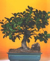 Ankara Ankamall AVM �i�ek�i telefonlar� ithal bonsai saksi �i�egi Ankara Kentpark Al��veri� Merkezi AVM �i�ek�iler