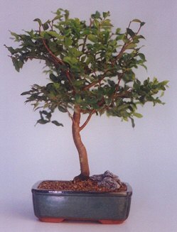 Ankara Karum i� ve al��veri� merkezi AVM ucuz �i�ek g�nder ithal bonsai saksi �i�egi Ankara Akvaryum AVM �i�ek yolla