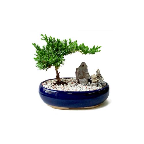 ithal bonsai saksi �i�egi Panora AVM Ankara �i�ek g�nderme