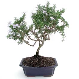 ithal bonsai saksi �i�egi Ankara Ankamall AVM �i�ek�i telefonlar�