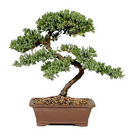 ithal bonsai saksi �i�egi Ankara FTZ Al��veri� merkezi AVM �i�ek�iler �i�ek g�nder