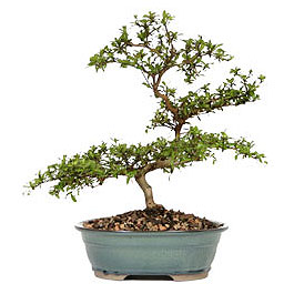 Ankara Nata Vega AVM �i�ek�iler ithal bonsai saksi �i�egi Ankara FTZ Al��veri� merkezi AVM �i�ek�iler �i�ek g�nder