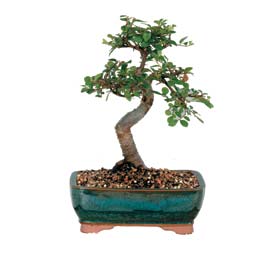 Ankara Forum Outlet AVM �i�ek�i �i�ek sipari�i ithal bonsai saksi �i�egi Ankara FTZ Al��veri� merkezi AVM �i�ek�iler �i�ek g�nder
