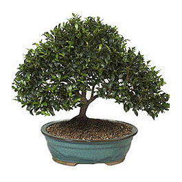 Ankara Karum i� ve al��veri� merkezi AVM ucuz �i�ek g�nder ithal bonsai saksi �i�egi Ankara FTZ Al��veri� merkezi AVM �i�ek�iler �i�ek g�nder