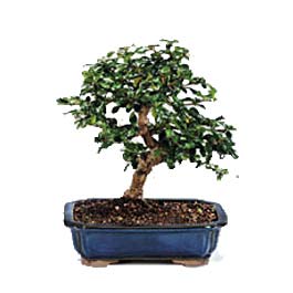 Ankara Optimum AVM �i�ek�i adresleri telefonlar� ithal bonsai saksi �i�egi Ankara Atlantis al��veri� e�lence merkezi AVM �i�ek sipari�i �i�ek�iler