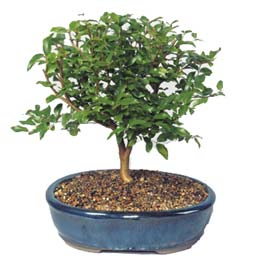 Ankara Panora AVM �i�ek�i ma�azas� ithal bonsai saksi �i�egi Ankara Yonca Al��veri� Merkezi AVM online �i�ek�i , �i�ek sipari�i