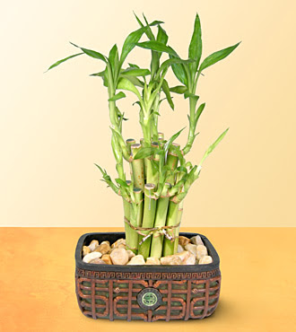 Lucky Bamboo  saksi �i�egi Ankara Gordion Al��veri� Merkezi AVM online �i�ek g�nderme sipari�