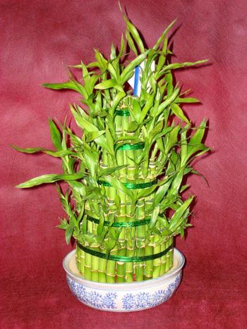 Lucky Bamboo sans melegi �i�egi Ankara Next Level AVM �i�ek sipari�i sitesi