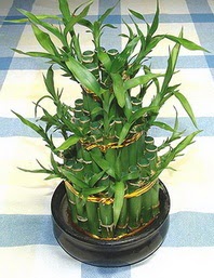Lucky Bamboo sans melegi �i�egi Ankara Cepa Al��veri� Merkezi AVM �i�ek�iler