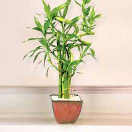 Lucky Bamboo sans melegi �i�egi Ankara Gimsa AVM �i�ek online �i�ek sipari�i