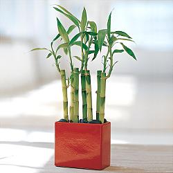 Lucky Bamboo sans melegi �i�egi Carrefoursa AVM Ankara �i�ek sipari�i 