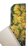 Panora AVM Ankara �i�ek g�nderme Kutu i�erisine dal cymbidium orkide