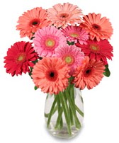 vazo i�erisinde 13 adet gerbera �i�e�i Ankara Next Level AVM �i�ek sipari�i sitesi