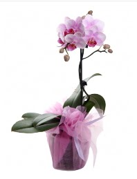 1 dal pembe orkide saks� �i�e�i Ankara G�lba�� Evsa Y�lpa AVM kaliteli taze ve ucuz �i�ekler