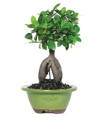 Bonsai saks� �i�e�i Ankara Next Level AVM �i�ek sipari�i sitesi