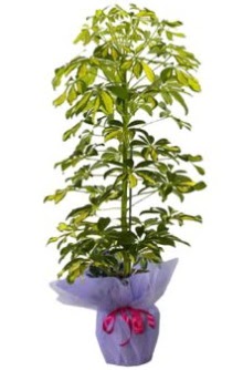 Schefflera Tekli �� mnekan saks� �i�e�i Ankara Panora AVM �i�ek�i ma�azas�