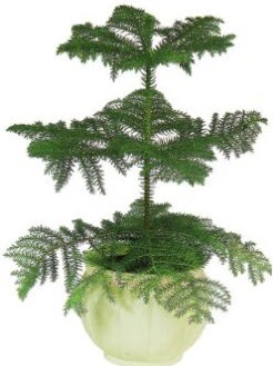 Araucaria Heterophylla i� mekan saks� Ankara G�lba�� �ar�� AVM �i�ek ma�azas� , �i�ek�i adresleri