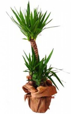 2 li yucca saks� �i�e�i Ankara G�lba�� �ar�� AVM �i�ek ma�azas� , �i�ek�i adresleri