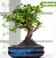 Bonsai japon a�ac� Ankara Taurus AVM �i�ek�iler �i�ek sat���
