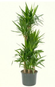 7 li yucca saks� bitkisi Ankara Eryaman G�ksu AVM �i�ek servisi , �i�ek�i adresleri