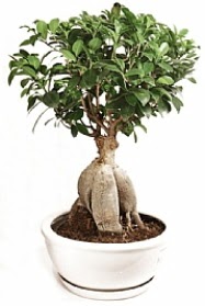 Bonsai japon a�ac� yaprak d�kmeyen Ankara Antares Al��veri� merkezi AVM �i�ek yolla