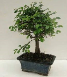 Bonsai saks� bitkisi japon a�ac� Ankara Akvaryum AVM �i�ek yolla