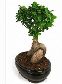 Bonsai saks� bitkisi japon a�ac� Ankara Next Level AVM �i�ek sipari�i sitesi