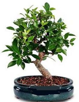 5 ya��nda japon a�ac� bonsai bitkisi Ankara Akvaryum AVM �i�ek yolla