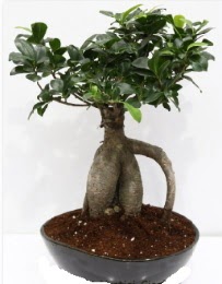 5 ya��nda japon a�ac� bonsai bitkisi Ankara ATG Ankara Tren Gar� AVM �i�ek sat���