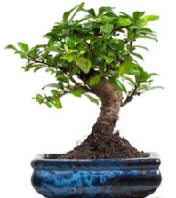 5 ya��nda japon a�ac� bonsai bitkisi Ankara Taurus AVM �i�ek�iler �i�ek sat���