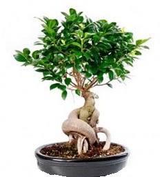 Bonsai Japon a�ac� saks� bitkisi Ankara Atlantis al��veri� e�lence merkezi AVM �i�ek sipari�i �i�ek�iler